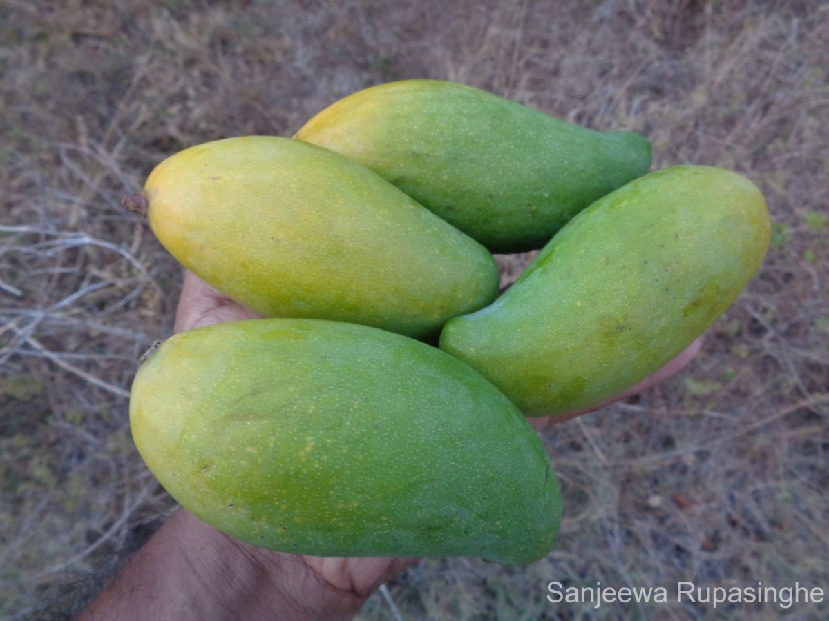 Mangifera indica L.